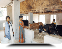 Cattle Rearing